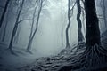 Mystical ambiance thrives in the fog shrouded beechwood during winter