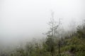 Mystical atmosphere in a destroyed forest on a volcano after an ash eruption. The jungle is reborn on a mountain covered in a