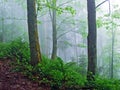 A mystical atmosphere in the misty forest of Hochhamm mountain, UrnÃÂ¤sch Urnaesch or Urnasch - Canton of Appenzell Ausserrhoden