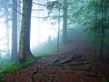 A mystical atmosphere in the misty forest of Hochhamm mountain, UrnÃÂ¤sch Urnaesch or Urnasch - Canton of Appenzell Ausserrhoden