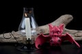 Mystical atmosphere of witchcraft. Red bat and burning lamp. Royalty Free Stock Photo
