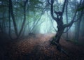 Mystical autumn foggy forest in the morning. Old Trees Royalty Free Stock Photo