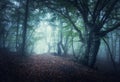 Mystical autumn foggy forest in the morning. Old Trees