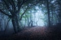Mystical autumn foggy forest in the morning. Old Trees Royalty Free Stock Photo