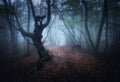 Mystical autumn foggy forest in the morning. Old Trees Royalty Free Stock Photo