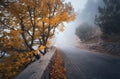 Mystical autumn foggy forest with road. Fall misty woods Royalty Free Stock Photo