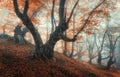 Mystical autumn forest in fog. Magical old trees in clouds