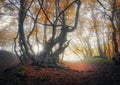 Mystical autumn forest in fog. Magical old trees in clouds