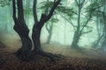 Mystical autumn forest in fog in the morning. Old Tree