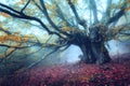 Mystical autumn forest in fog in the morning. Old Tree