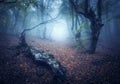 Mystical autumn forest in fog in the morning. Old Trees