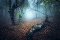 Mystical autumn forest in fog in the morning. Old Trees