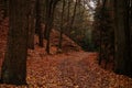 Mystical autumn forest landscape, beautiful fall color on the trails, road is covered with leaves, trees, Hiking Golden Trail of Royalty Free Stock Photo