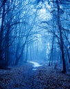 Mystical autumn forest with trail in blue fog. Beautiful landscape with trees, path, fog. Nature background. Foggy forest. Fairy Royalty Free Stock Photo