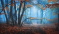 Mystical autumn forest with trail in blue fog. Fall colors Royalty Free Stock Photo