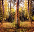 Mystical autumn landscape with colored leaves of wild grapes on trunks of trees in the woods