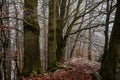 Mystical autumn or winter forest, beautiful fall color and snow on trails, road covered with leaves, trees, Hiking Golden Trail of Royalty Free Stock Photo