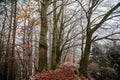 Mystical autumn or winter forest, beautiful fall color and snow on trails, road covered with leaves, trees, Hiking Golden Trail of Royalty Free Stock Photo