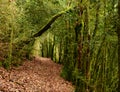 Mystical beautiful mossy forest scenery, France