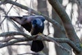 Mystical black bird with white eyes sits on a branch