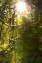 Mystical black forest in germany with sunshine