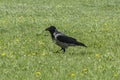 Mystical black raven on a green meadow