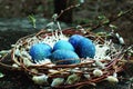 Mystical blue eggs in a speck in the nest on the theme of Easter and the holiday