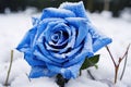 Mystical Blue rose field in snow. Generate Ai Royalty Free Stock Photo