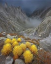 Mystical Canopy, Fog-Kissed Mountain and Flowers Landscape Royalty Free Stock Photo