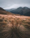 Mystical Canopy, Fog-Kissed Mountain and Flowers Landscape Royalty Free Stock Photo