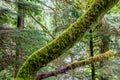 A Mystical Cedar Log Heavily Covered with Moss