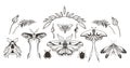 Mystical celestial moth and butterfly, beetle, floral elements and mushrooms clipart bundle, magic black and white