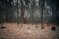 Mystical cemetery in the woods Royalty Free Stock Photo