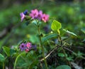 Mystical charming spring landscape with leaves of a young bush, backlit by the sunshine in a dark forest