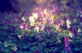 Mystical charming spring landscape with leaves of a young bush, backlit by the sunshine in a dark forest. Vintage style