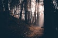 Mystical cloud forest with sun rays in golden light