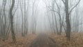 A mystical country road through a misty autumn forest. Cold weather. Sad atmosphere Royalty Free Stock Photo