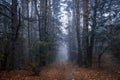 Mystical dark autumn forest with trail in blue fog. Landscape with enchanted trees with orange leaves on the branches. Royalty Free Stock Photo