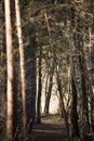 Mystical dark autumn forest with trail in blue fog. Landscape with enchanted trees with orange leaves on the branches Royalty Free Stock Photo