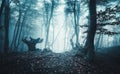 Mystical dark autumn forest with trail in blue fog