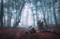 Mystical dark autumn forest with trail in blue fog