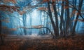 Mystical dark autumn forest with trail in blue fog Royalty Free Stock Photo