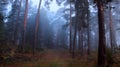 Mystical, dark, foggy pine forest. Beautiful background Royalty Free Stock Photo