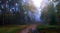 Mystical, dark, foggy pine forest. Beautiful background Royalty Free Stock Photo
