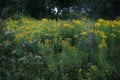 Mystical Dark Forest Haunted Garden, Yellow Flowers Field, Dangerous, Creepy Horror, Gothic Style Scary, Autumn, Mysterious Nature Royalty Free Stock Photo