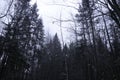 Mystical dark Forest. Paranormal Scary Gothic Woods Horror haunted Mysterious