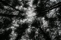 Mystical Dark Forest Scary Creepy Ambient occult