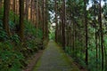 Mystical green forest with a path Royalty Free Stock Photo