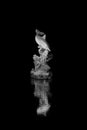 Mystical Depths: Dolphin Statuette and Corals with Reflection on Black