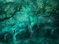 Mystical Digital Forest: Enchanting Abstract Background with Tree Canopy.